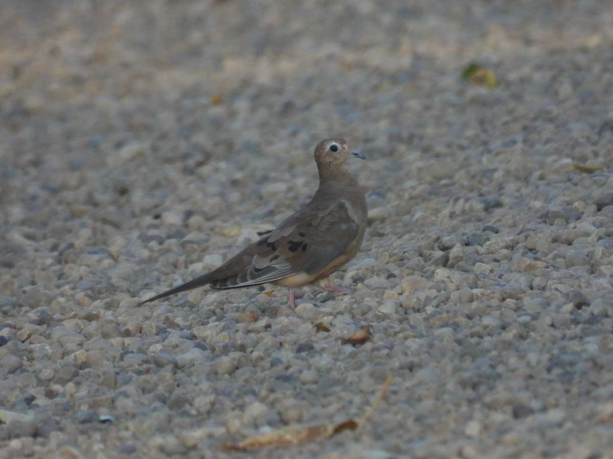 Mourning Dove - ML642308535