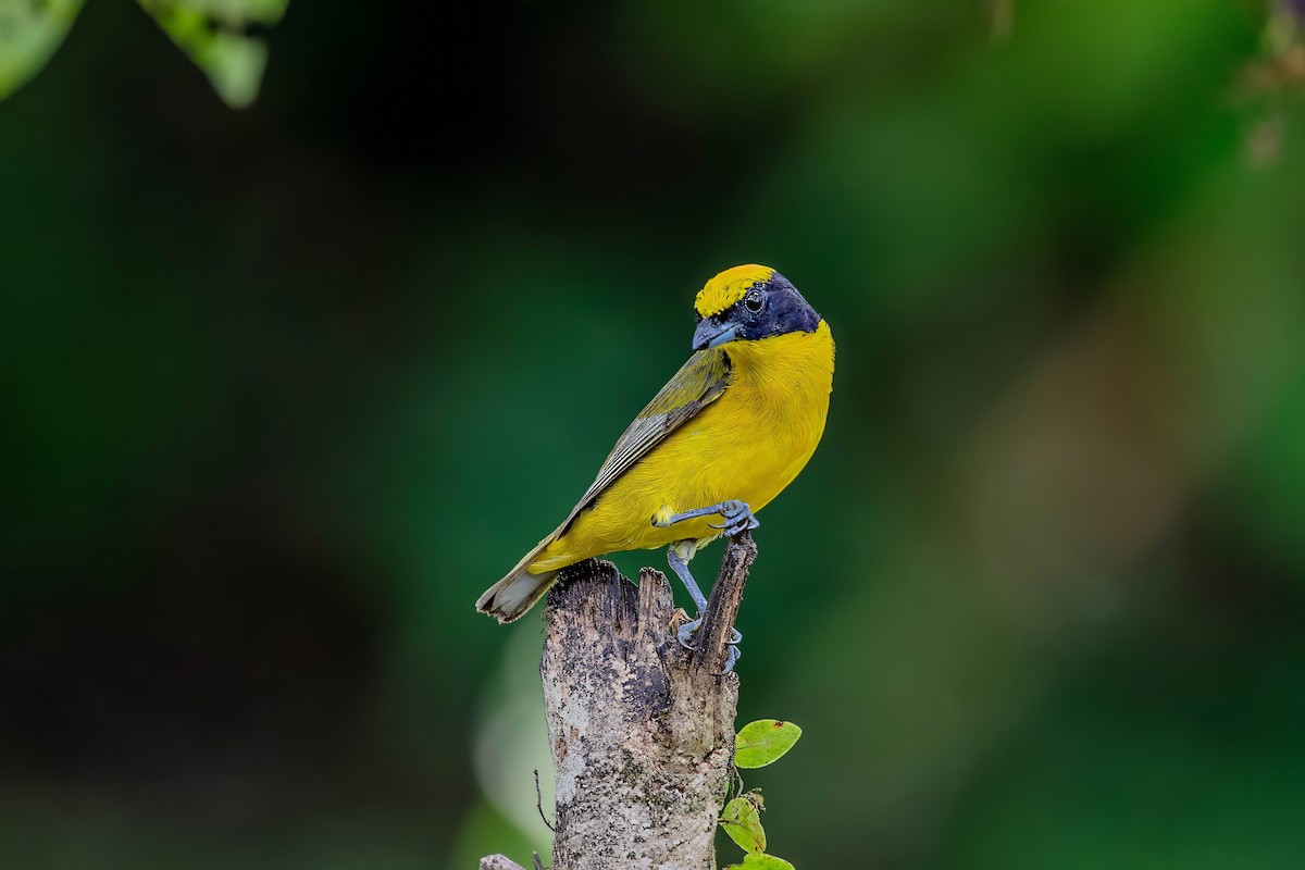 Thick-billed Euphonia - ML642308537
