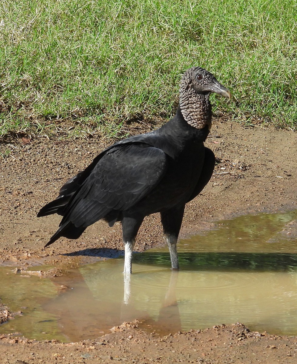 Black Vulture - ML642308539