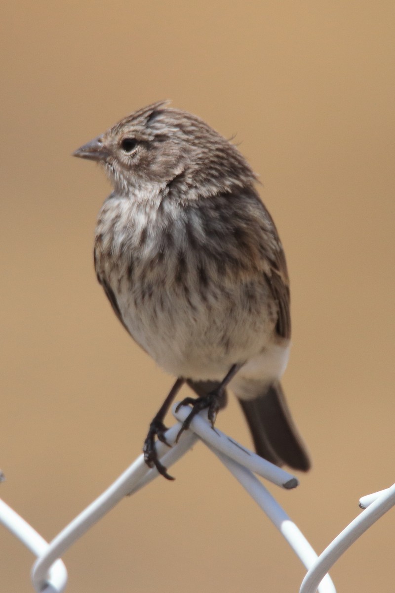 Ash-breasted Sierra Finch - ML642308540