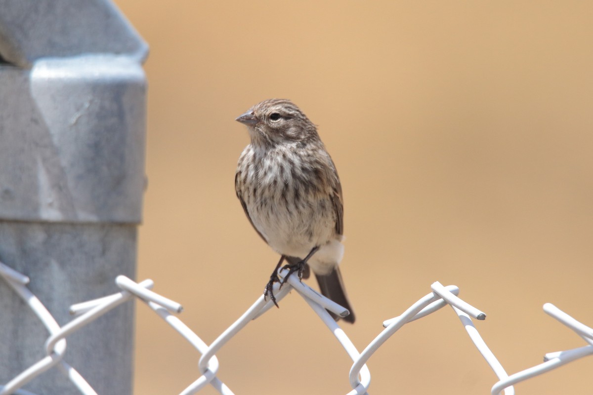 Ash-breasted Sierra Finch - ML642308541