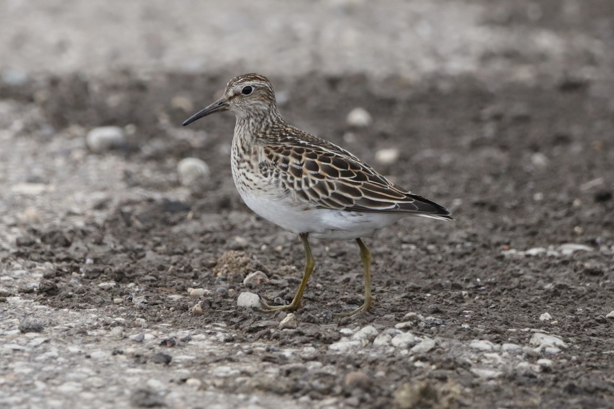 Pectoral Sandpiper - ML642308542