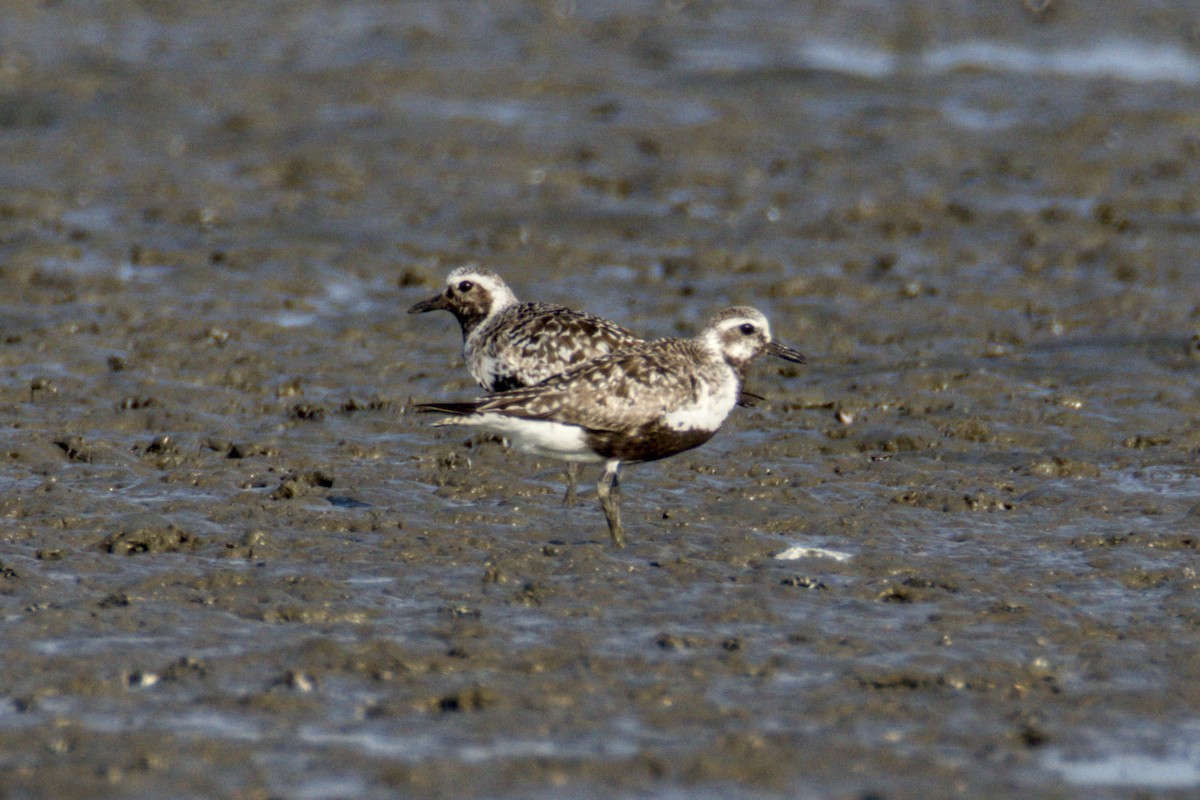 Black-bellied Plover - ML642308543