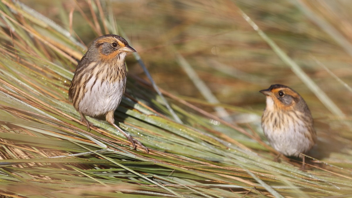 Saltmarsh Sparrow - ML642308544