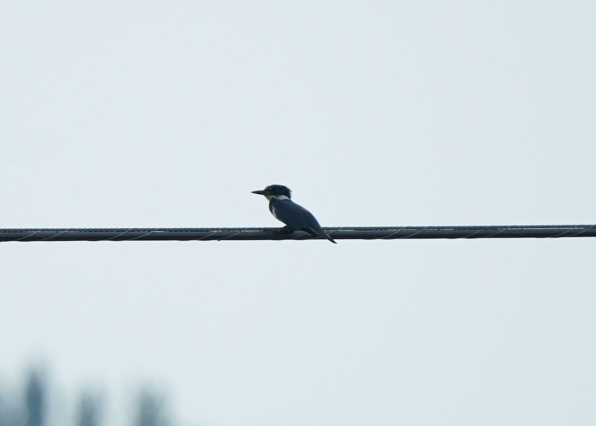 Belted Kingfisher - ML642308549