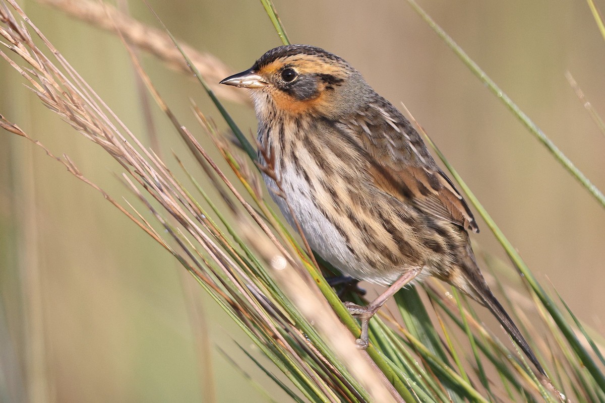 Saltmarsh Sparrow - ML642308550