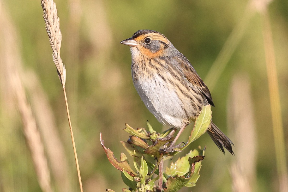 Saltmarsh Sparrow - ML642308551