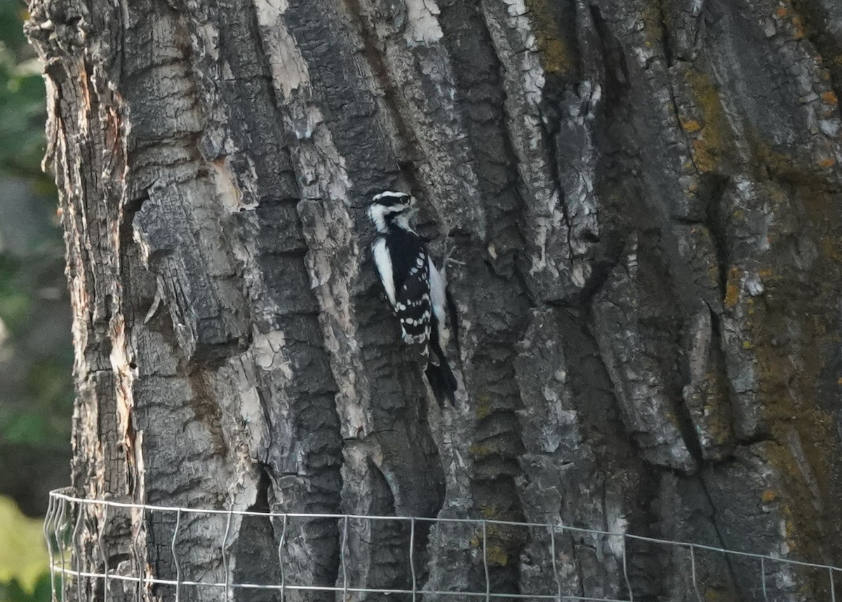 Downy Woodpecker - ML642308554