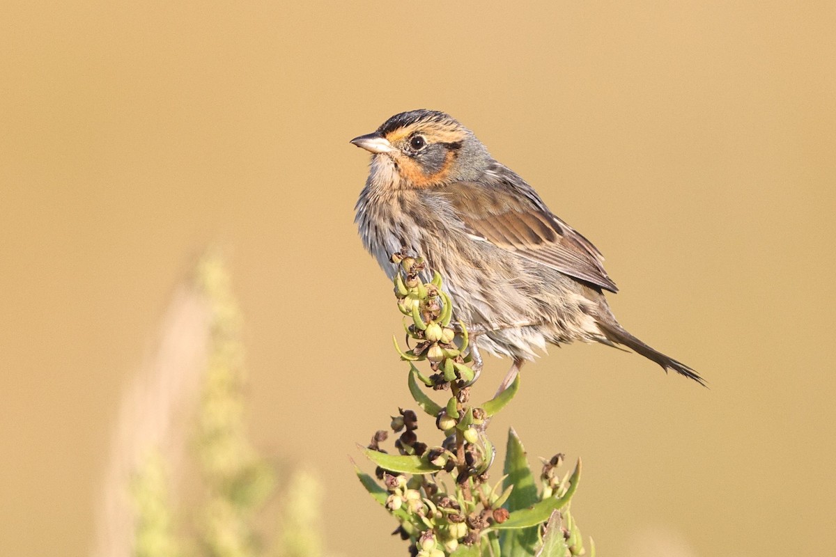 Saltmarsh Sparrow - ML642308555