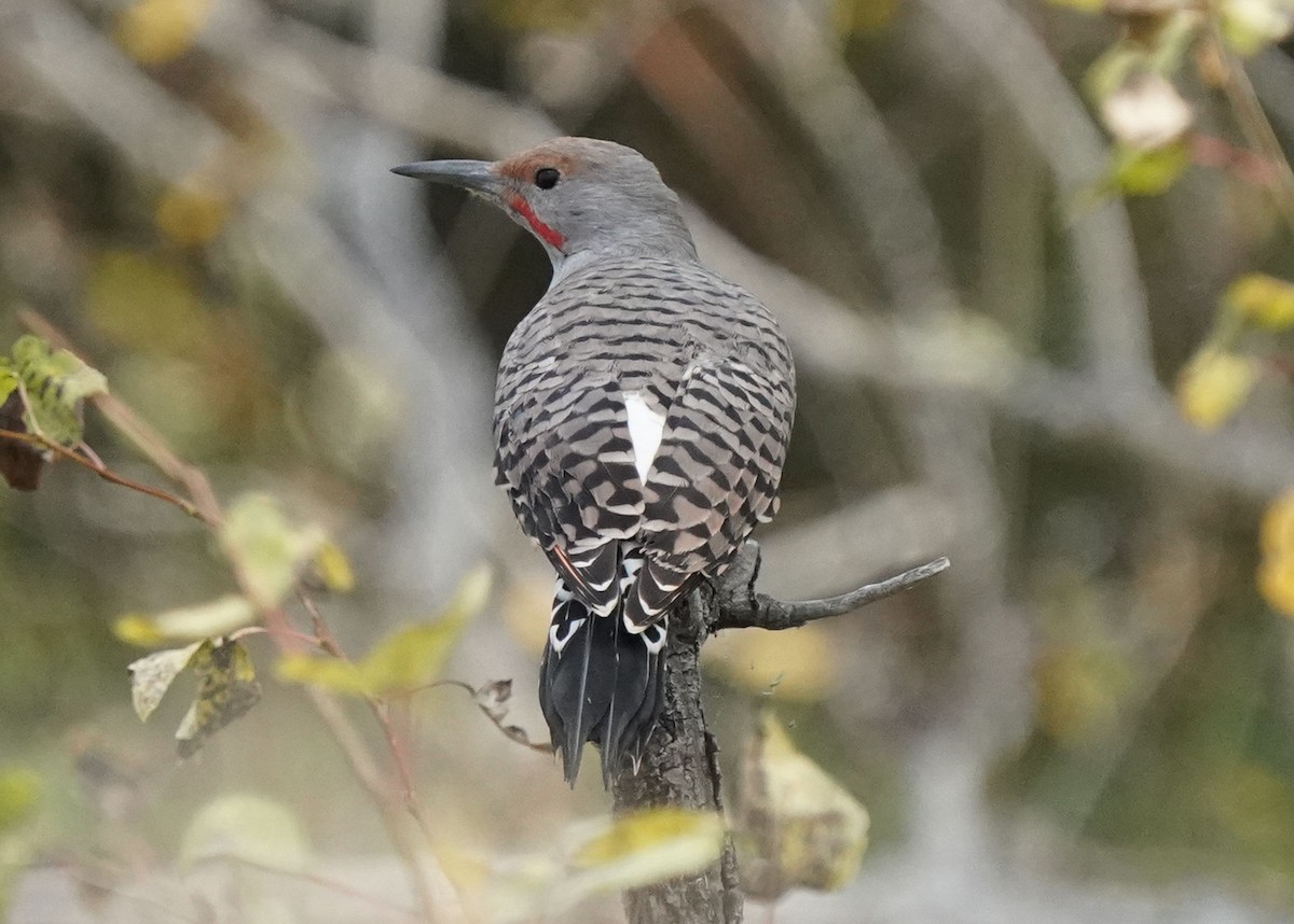 Northern Flicker - ML642308556