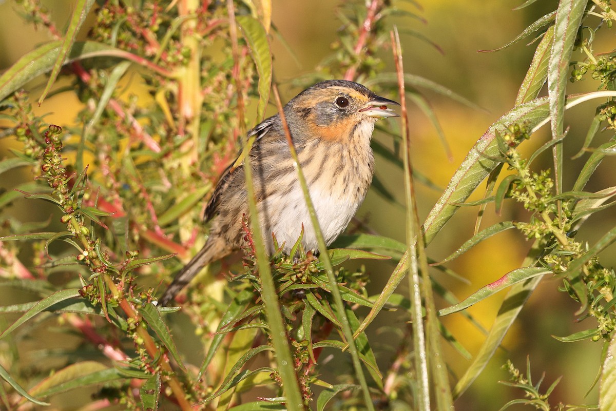 Saltmarsh Sparrow - ML642308557