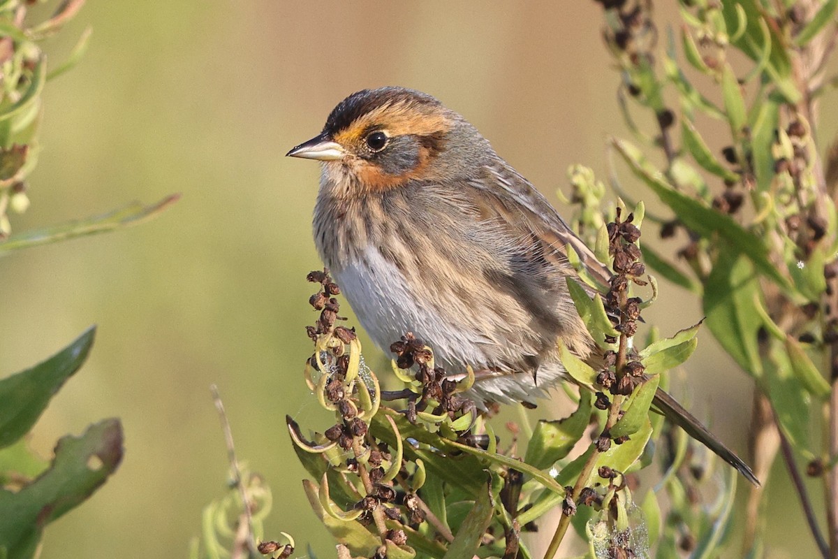 Saltmarsh Sparrow - ML642308563