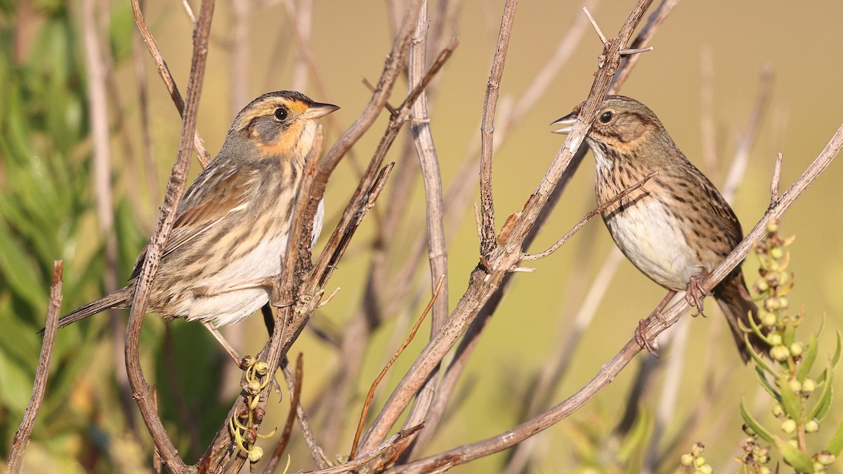 Saltmarsh Sparrow - ML642308565