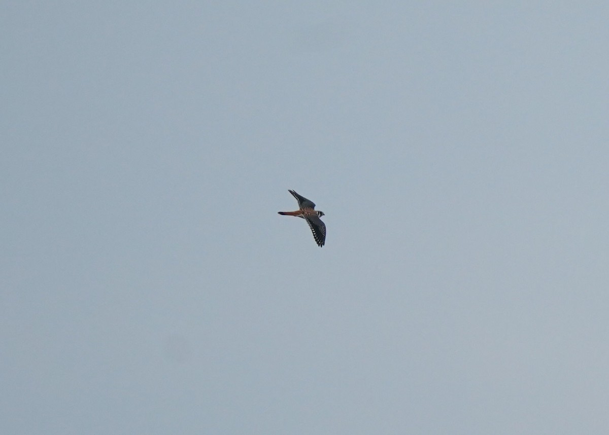 American Kestrel - ML642308566