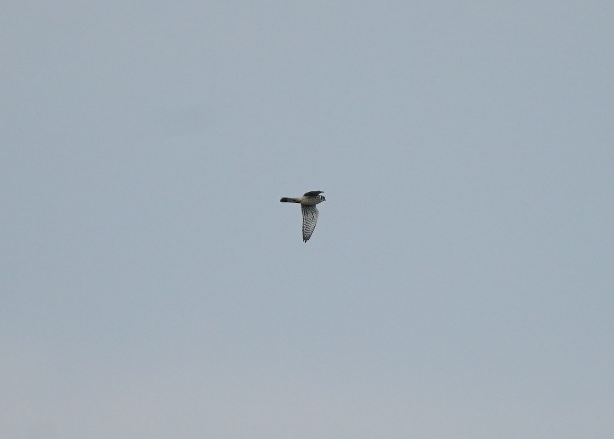 American Kestrel - ML642308567