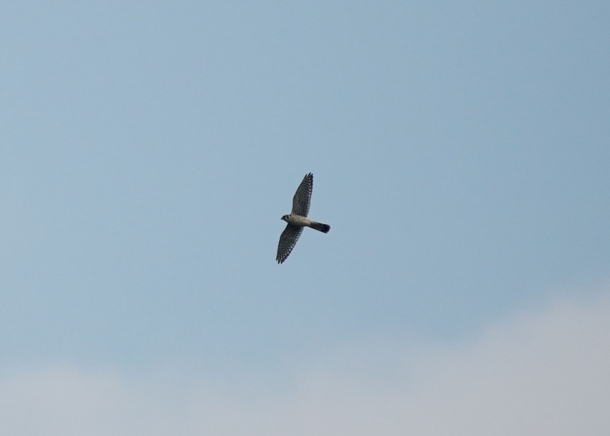 American Kestrel - ML642308568