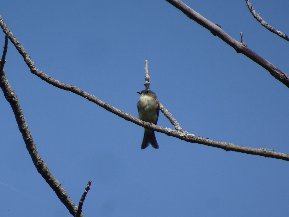 Eastern Phoebe - ML642308569