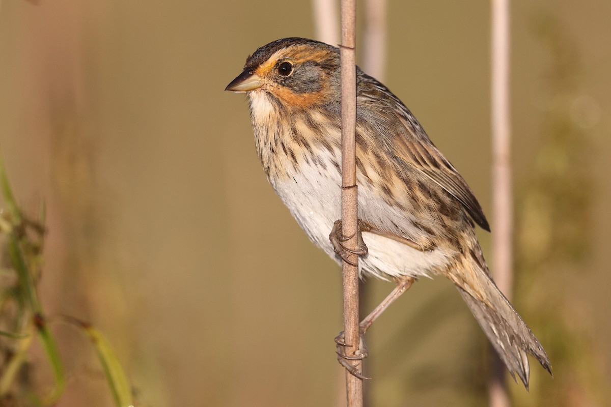 Saltmarsh Sparrow - ML642308570