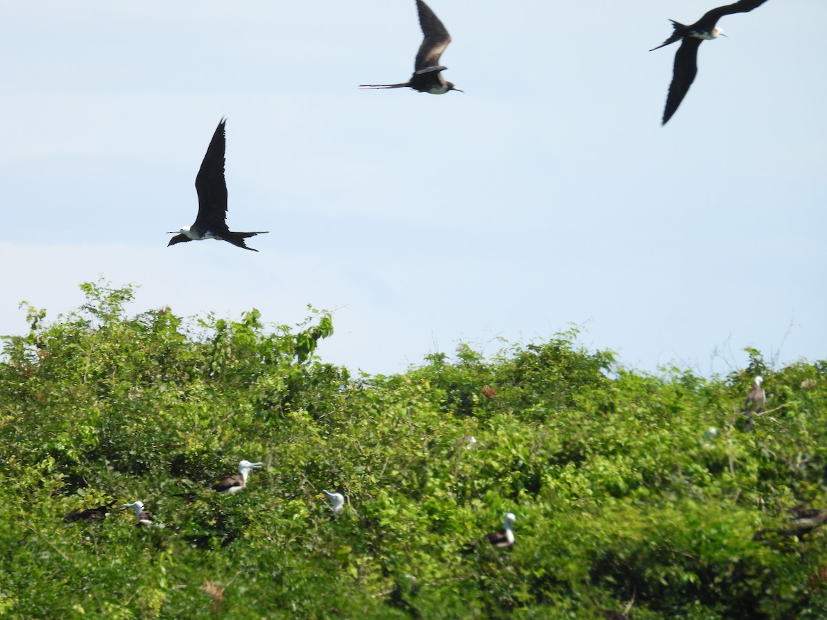 Magnificent Frigatebird - ML642308572