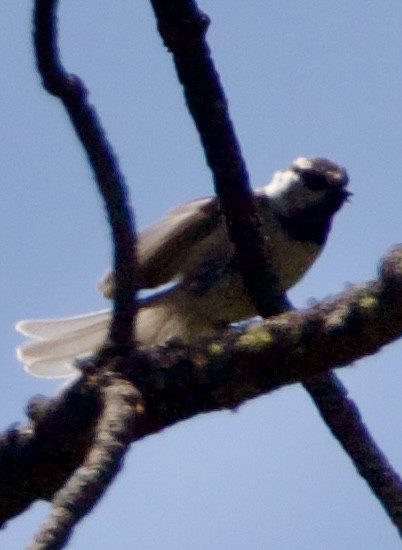 Mountain Chickadee - ML642308574