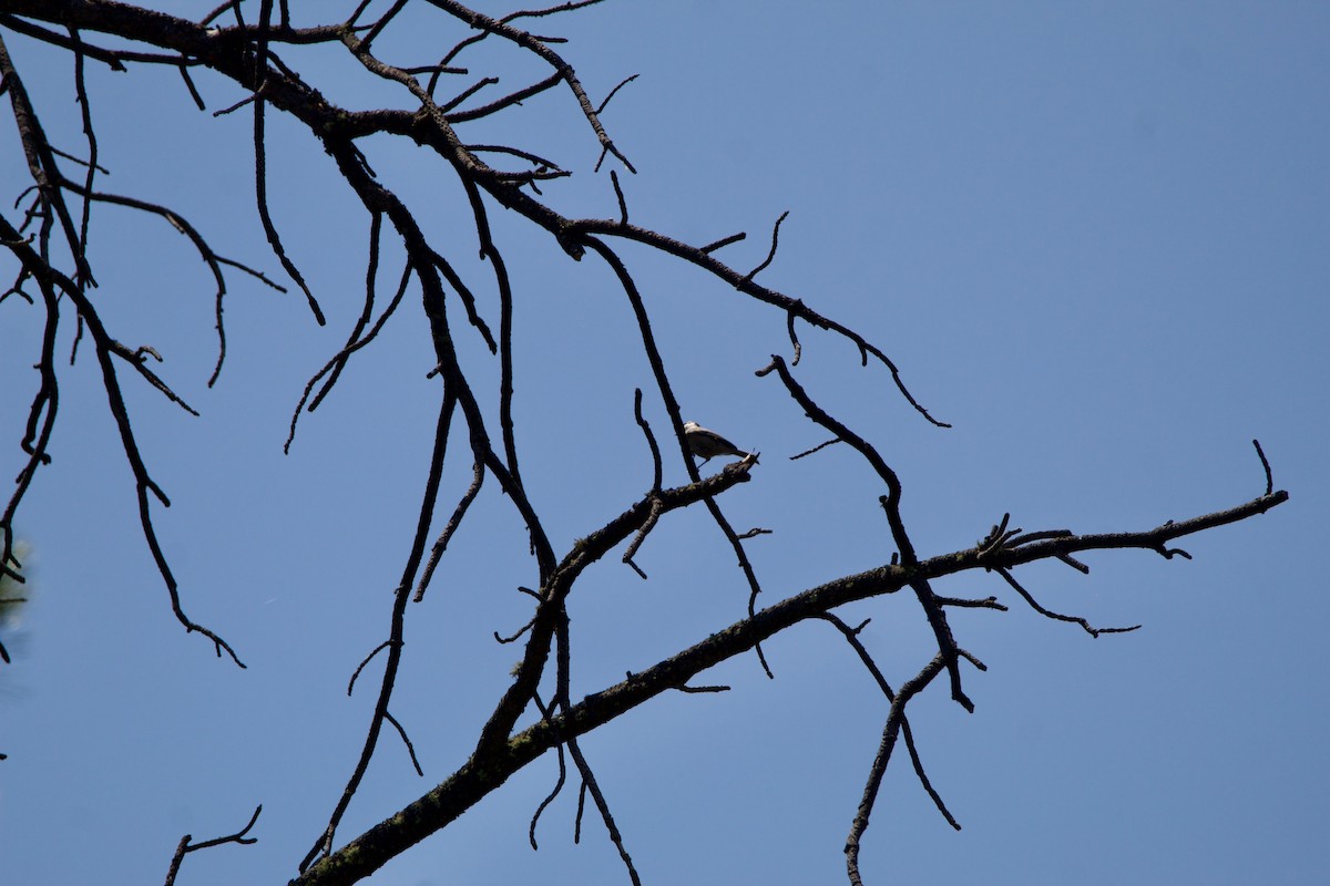 Mountain Chickadee - ML642308575