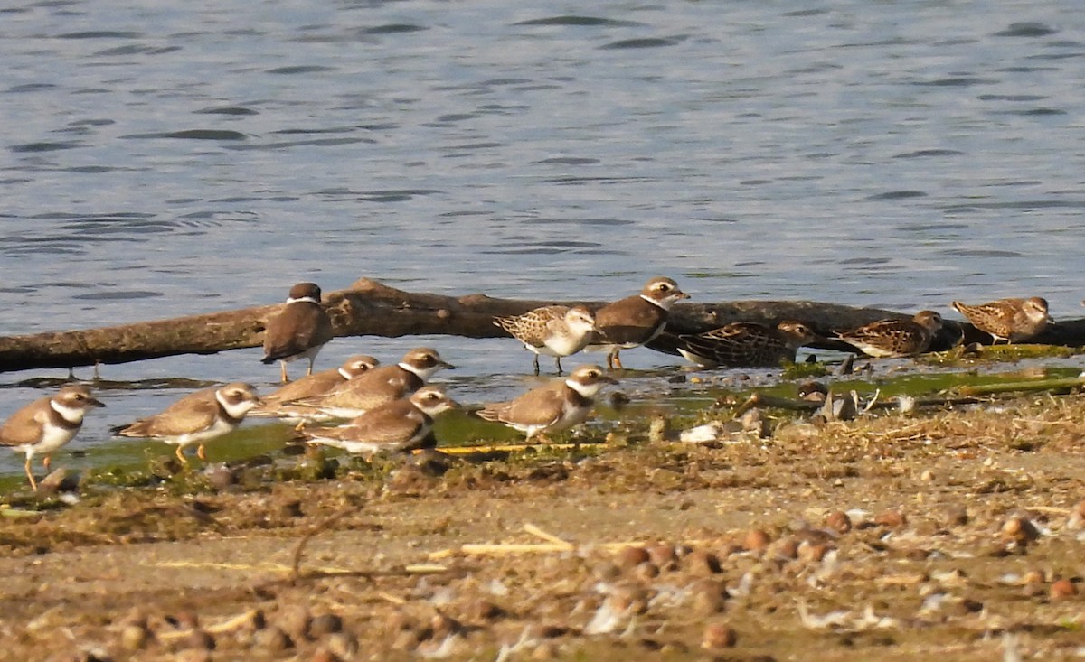 Semipalmated Sandpiper - ML642308576