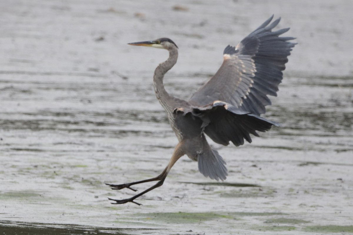 Great Blue Heron - ML642308577