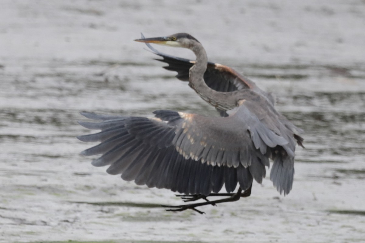 Great Blue Heron - ML642308579