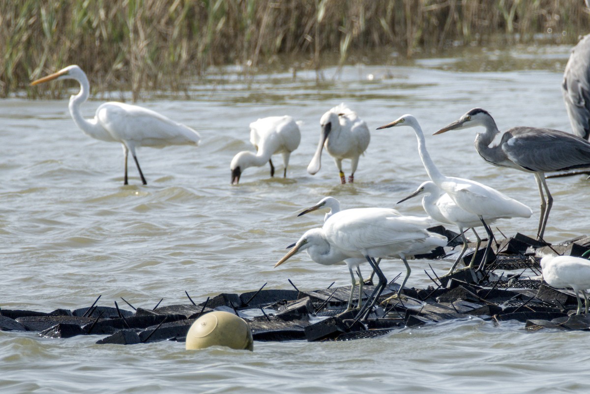 Great Egret - ML642308581