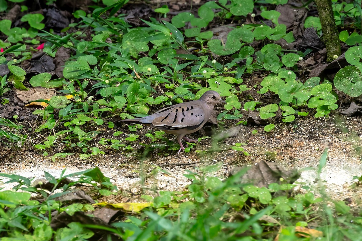Ecuadorian Ground Dove - ML642308582