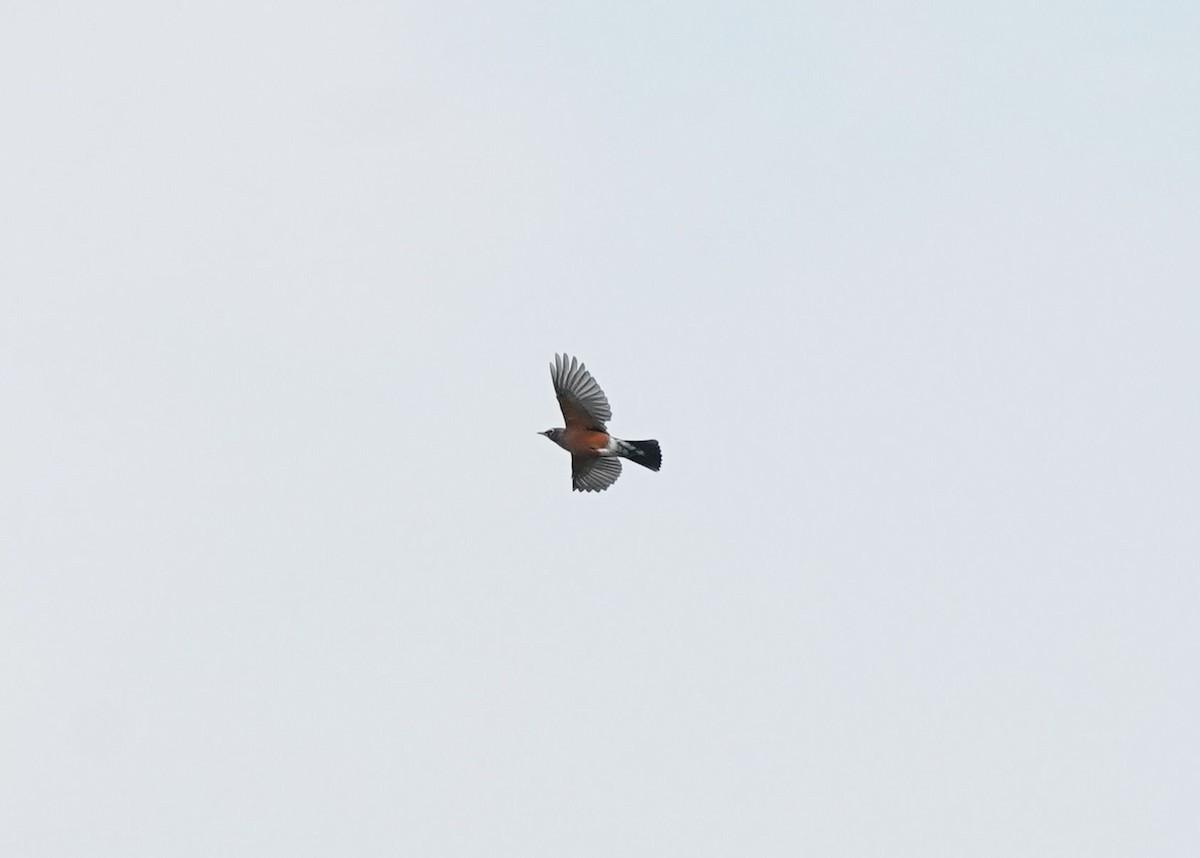American Robin - ML642308584