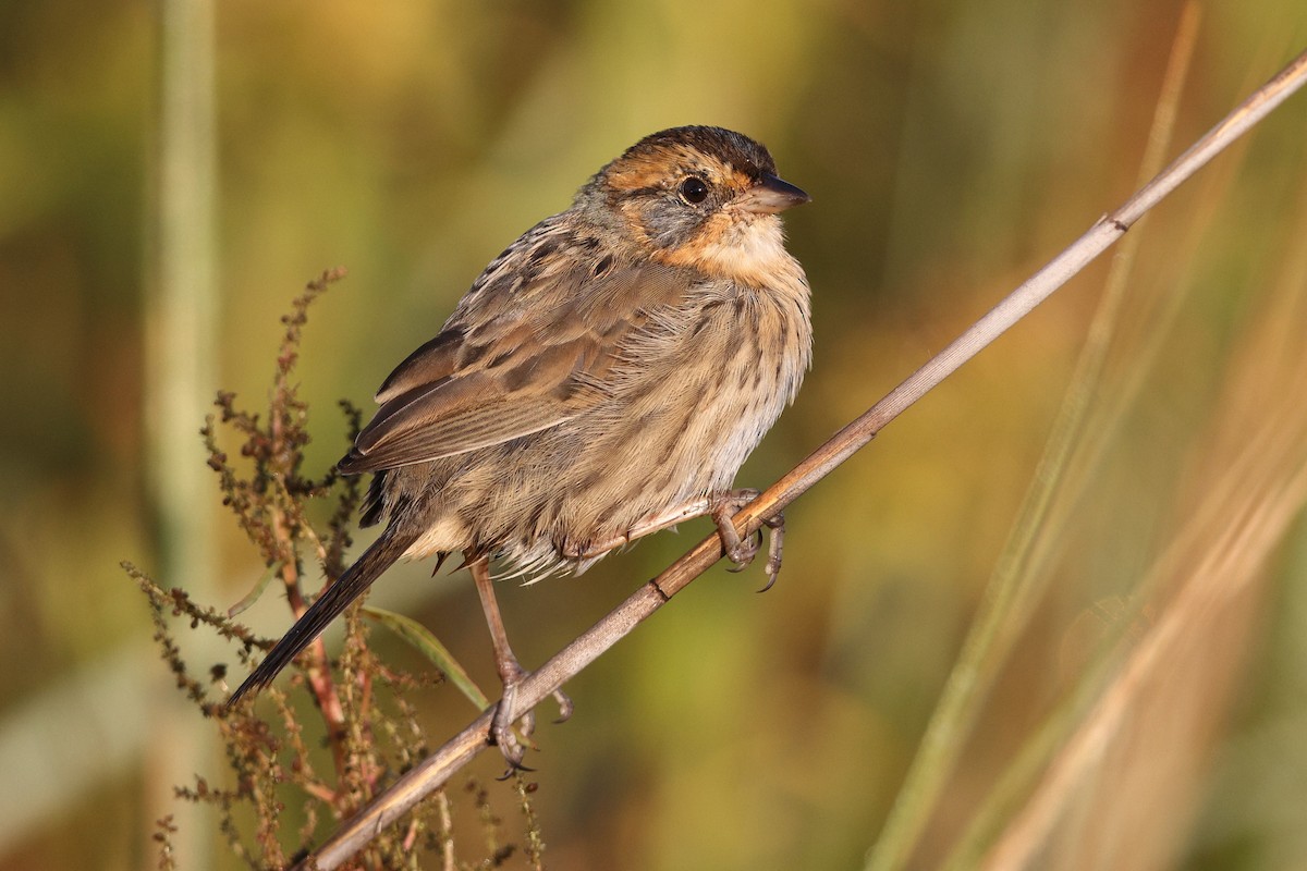 Saltmarsh Sparrow - ML642308593