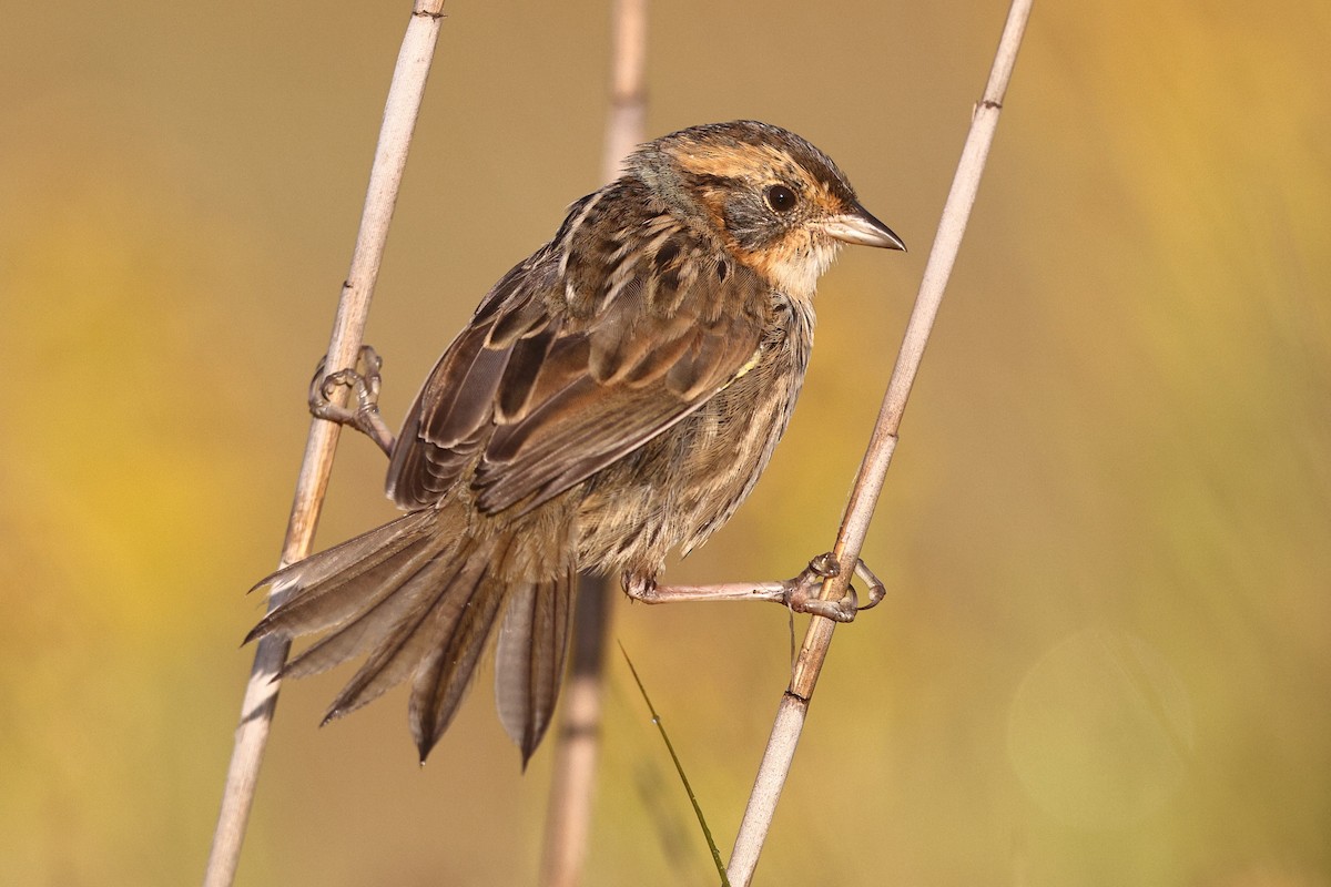 Saltmarsh Sparrow - ML642308595