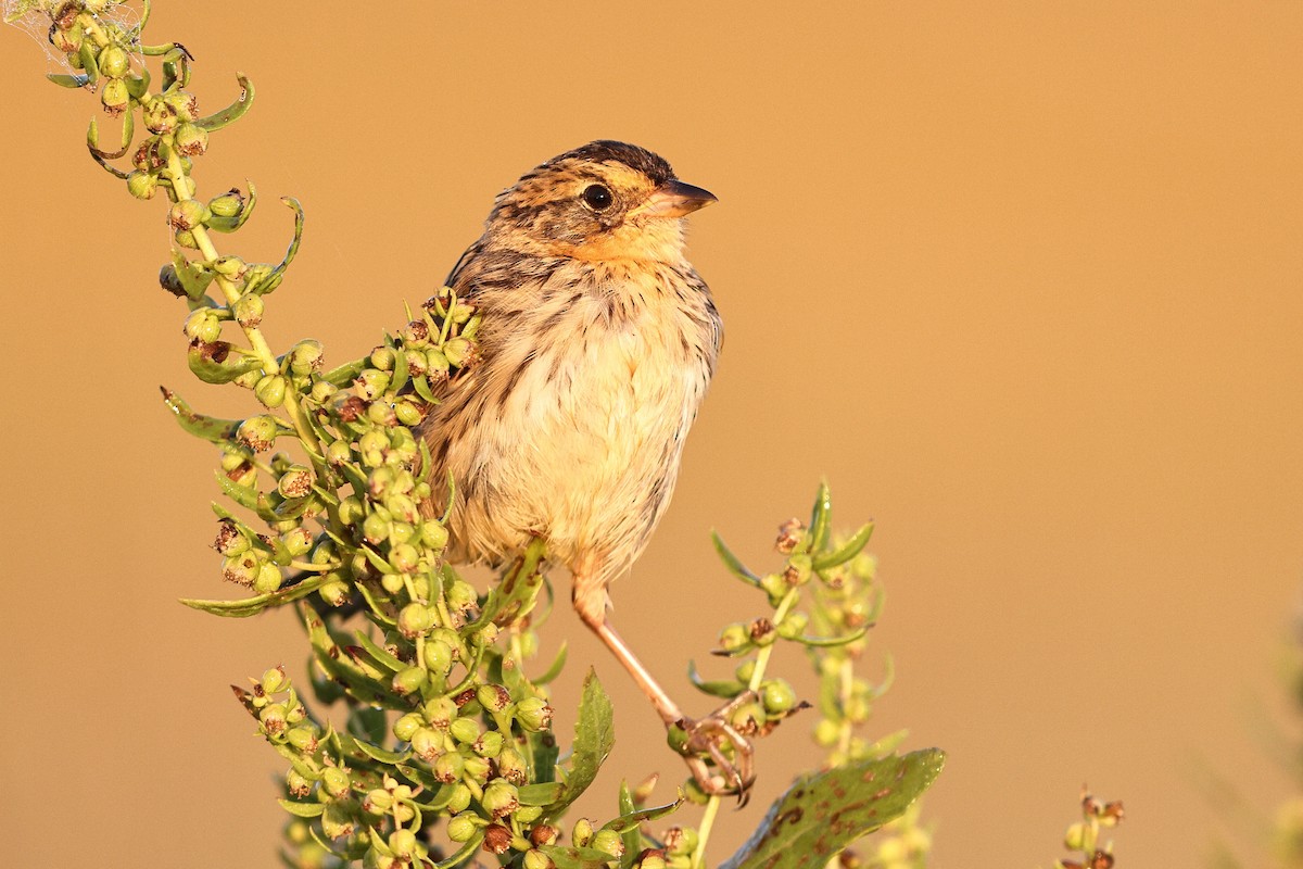 Saltmarsh Sparrow - ML642308601
