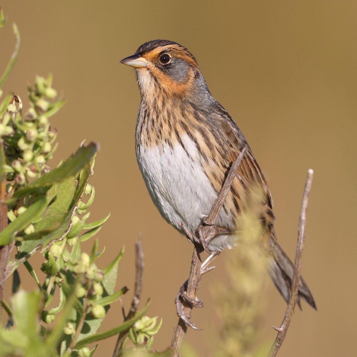 Saltmarsh Sparrow - ML642308620