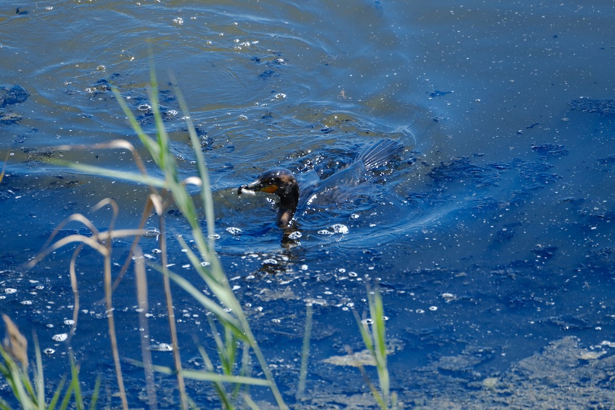 Double-crested Cormorant - ML642308627