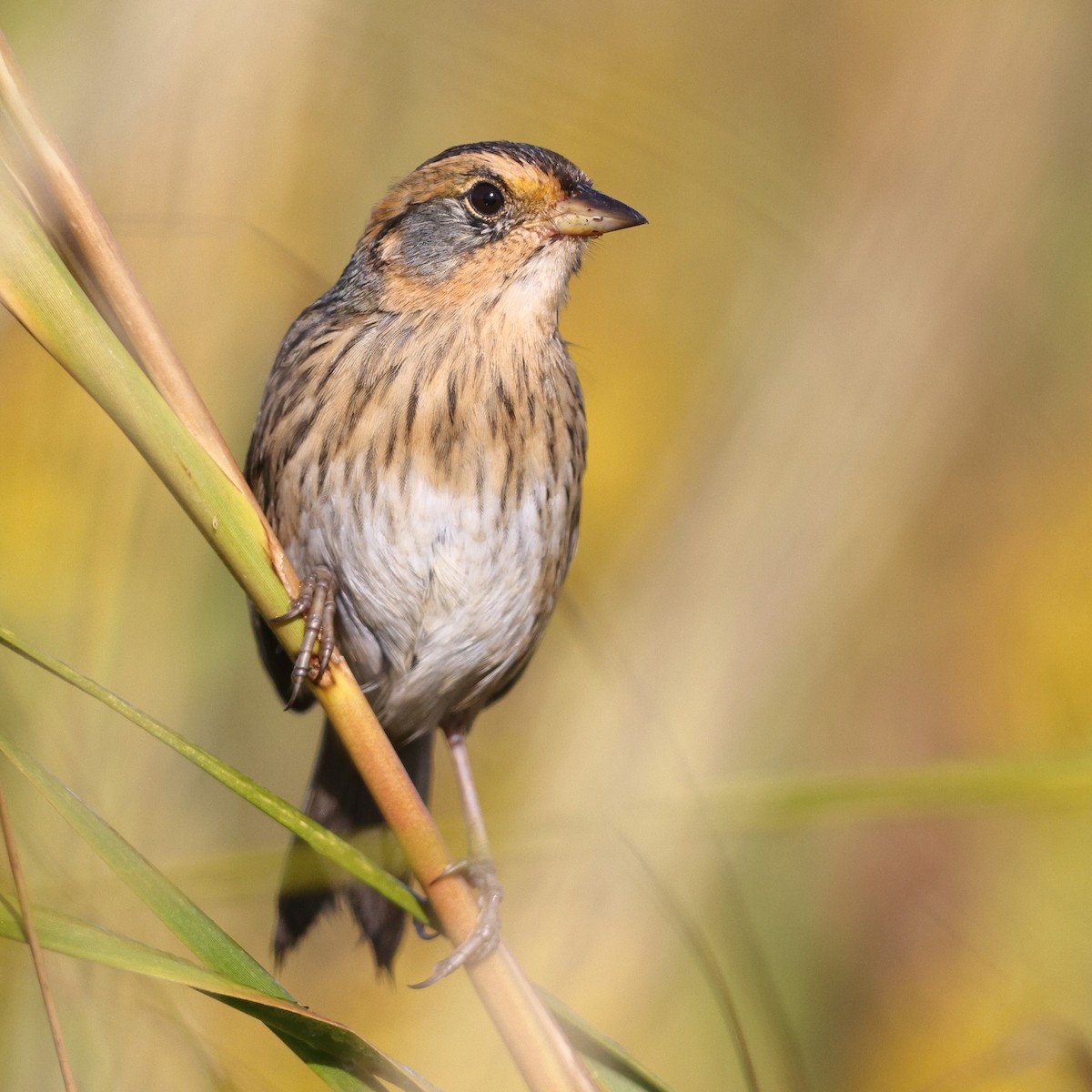 Saltmarsh Sparrow - ML642308637