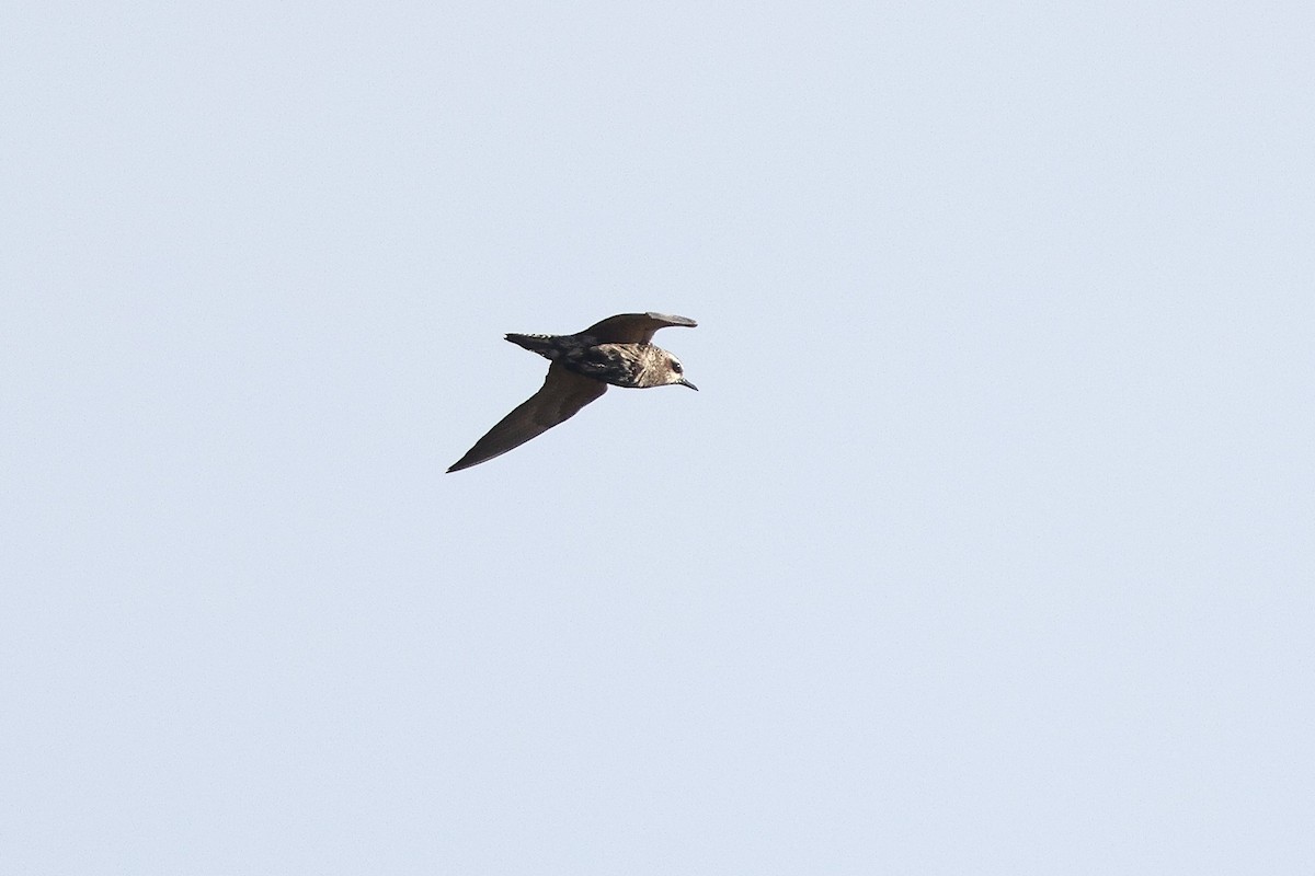 American Golden-Plover - ML642308658
