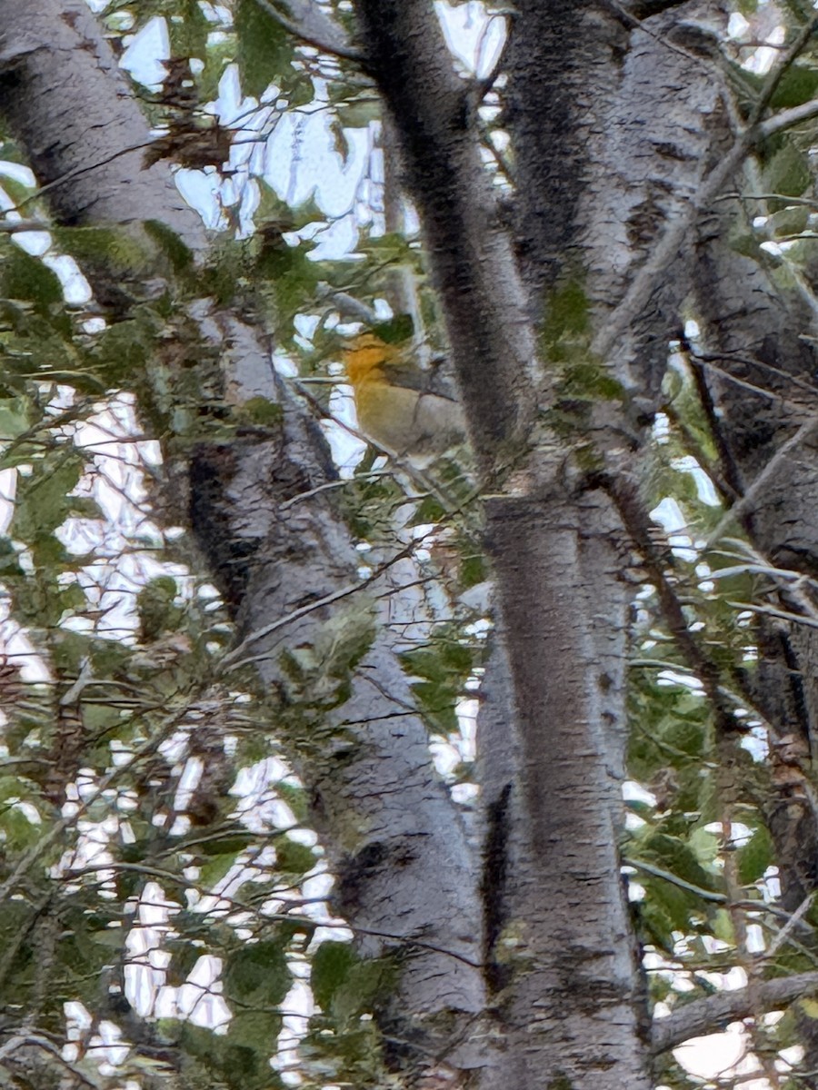 Prothonotary Warbler - ML642308666