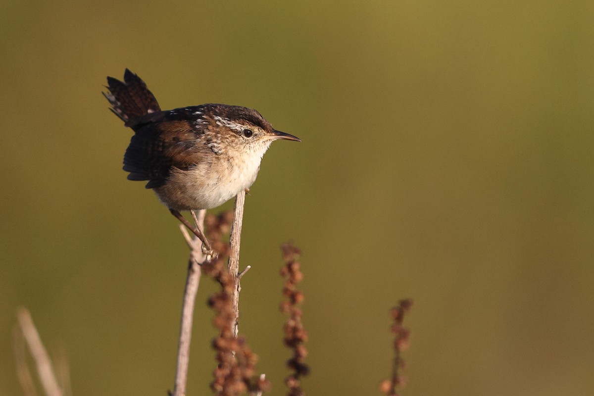 Marsh Wren (palustris Group) - ML642308676