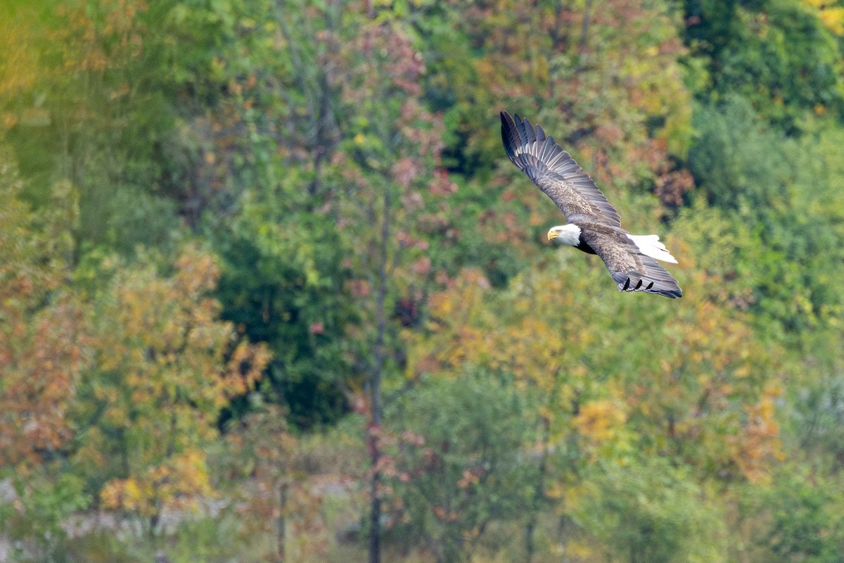 Weißkopf-Seeadler - ML642308692