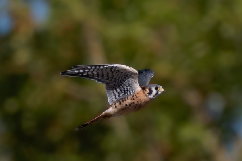 Buntfalke - ML642308693