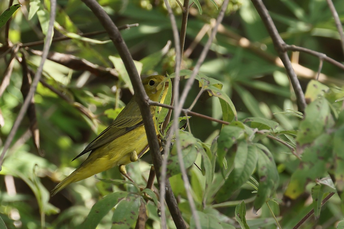Goldwaldsänger - ML642308710