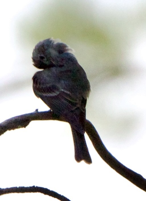 Blasskehl-Schnäppertyrann - ML642308713