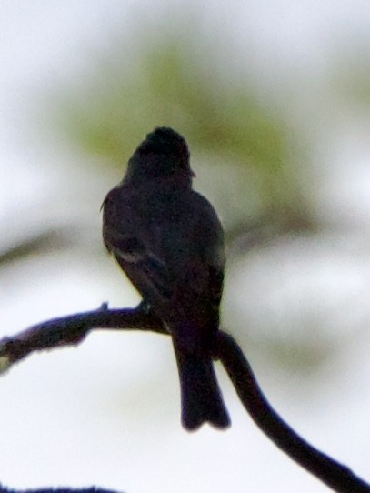 Blasskehl-Schnäppertyrann - ML642308714