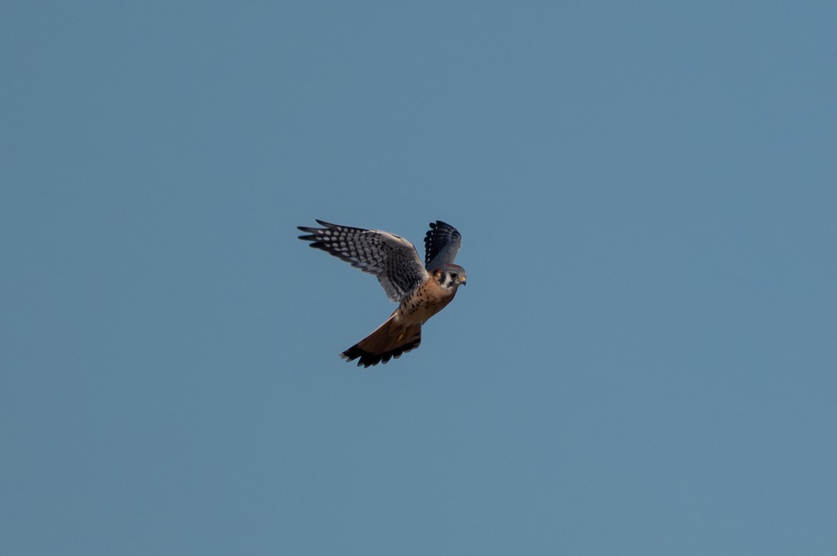 Buntfalke - ML642308718