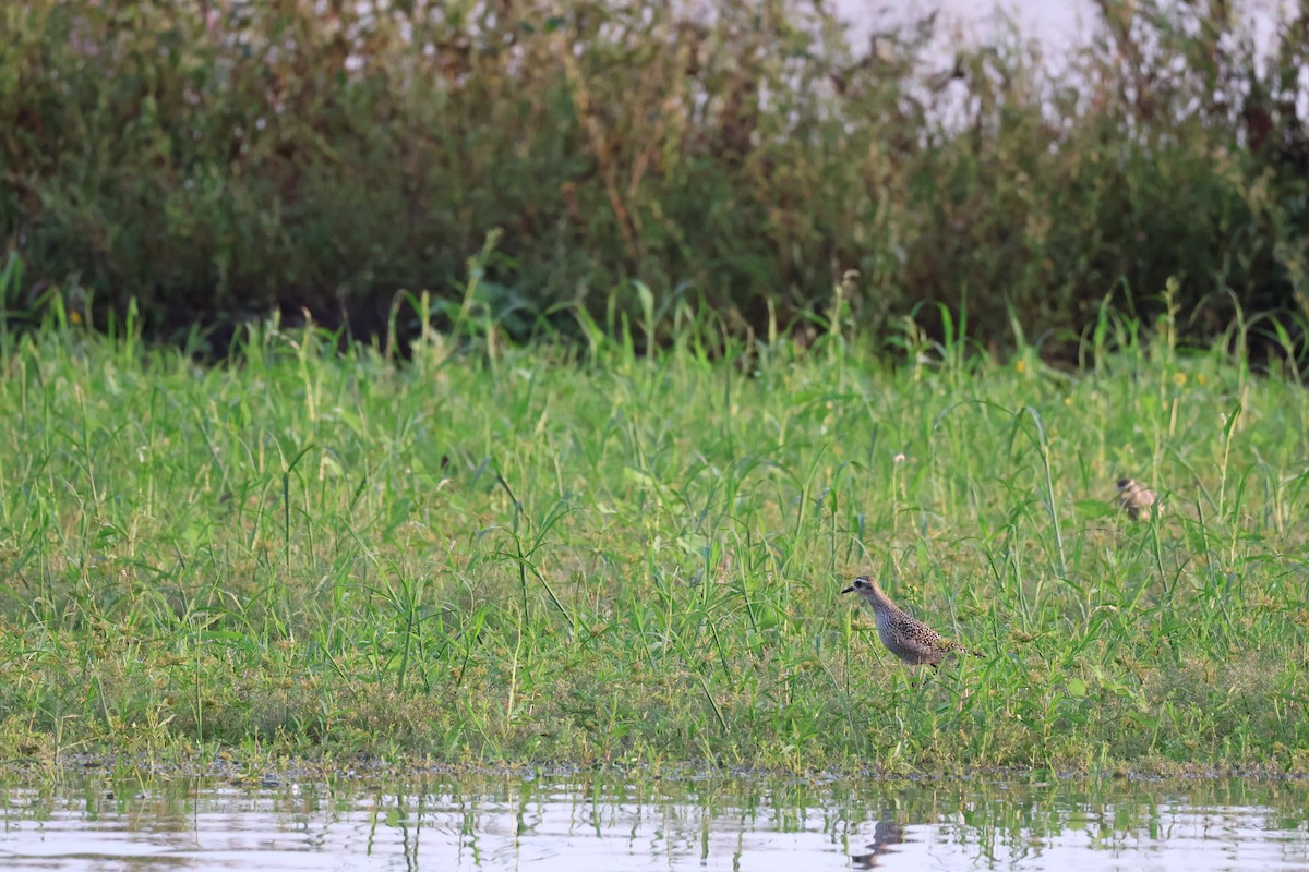 American Golden-Plover - ML642308719