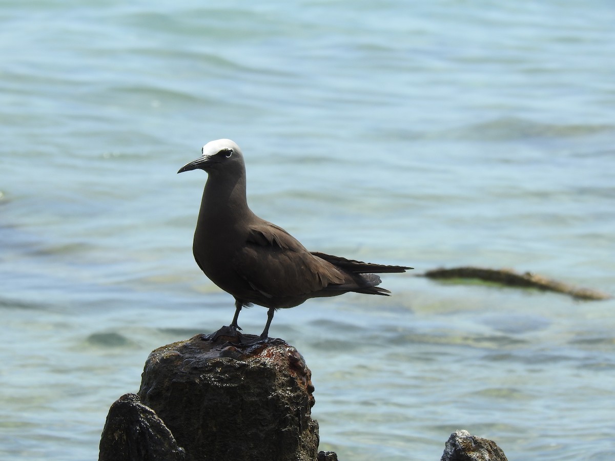Brown Noddy - ML642308727
