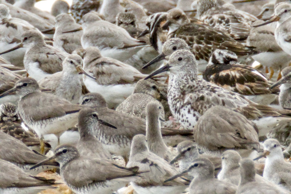 Red Knot - ML642308735