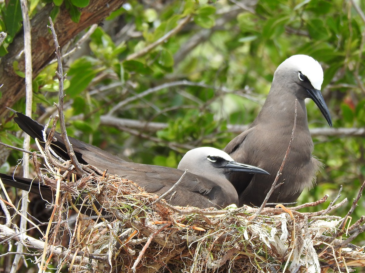 Brown Noddy - ML642308739